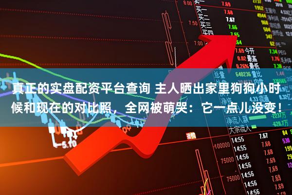 真正的实盘配资平台查询 主人晒出家里狗狗小时候和现在的对比照，全网被萌哭：它一点儿没变！